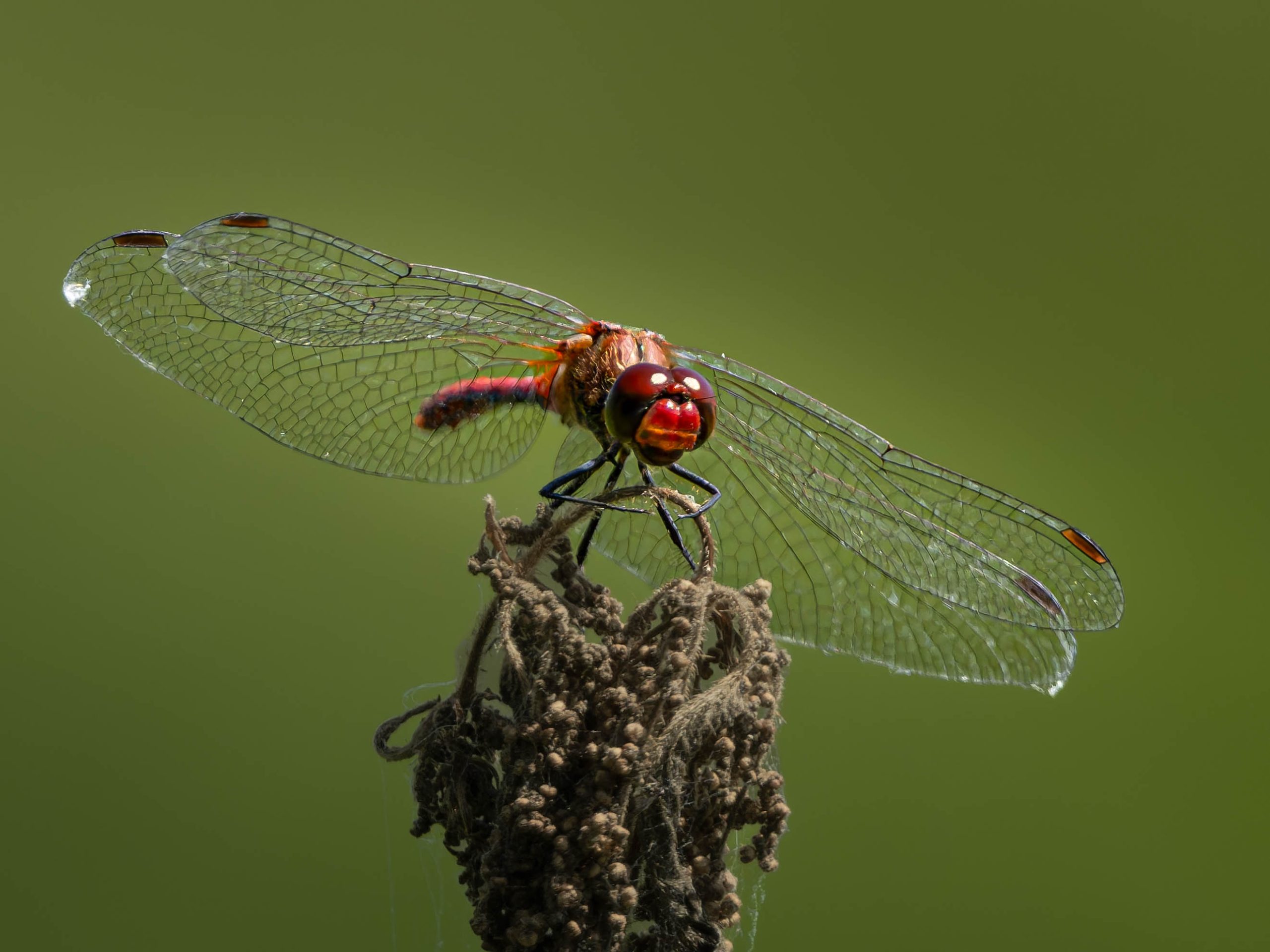 Blutrote Heidelibelle