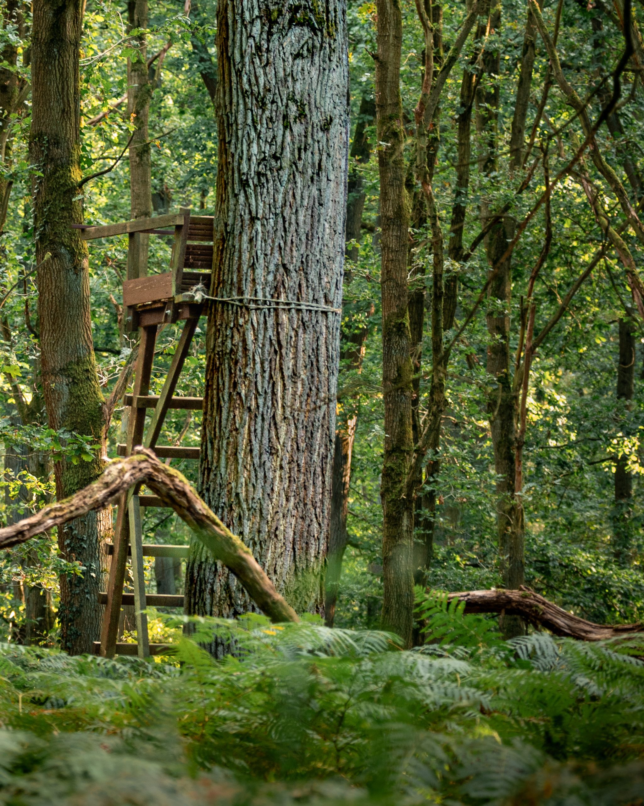 Hämmlerwald – Beobachten