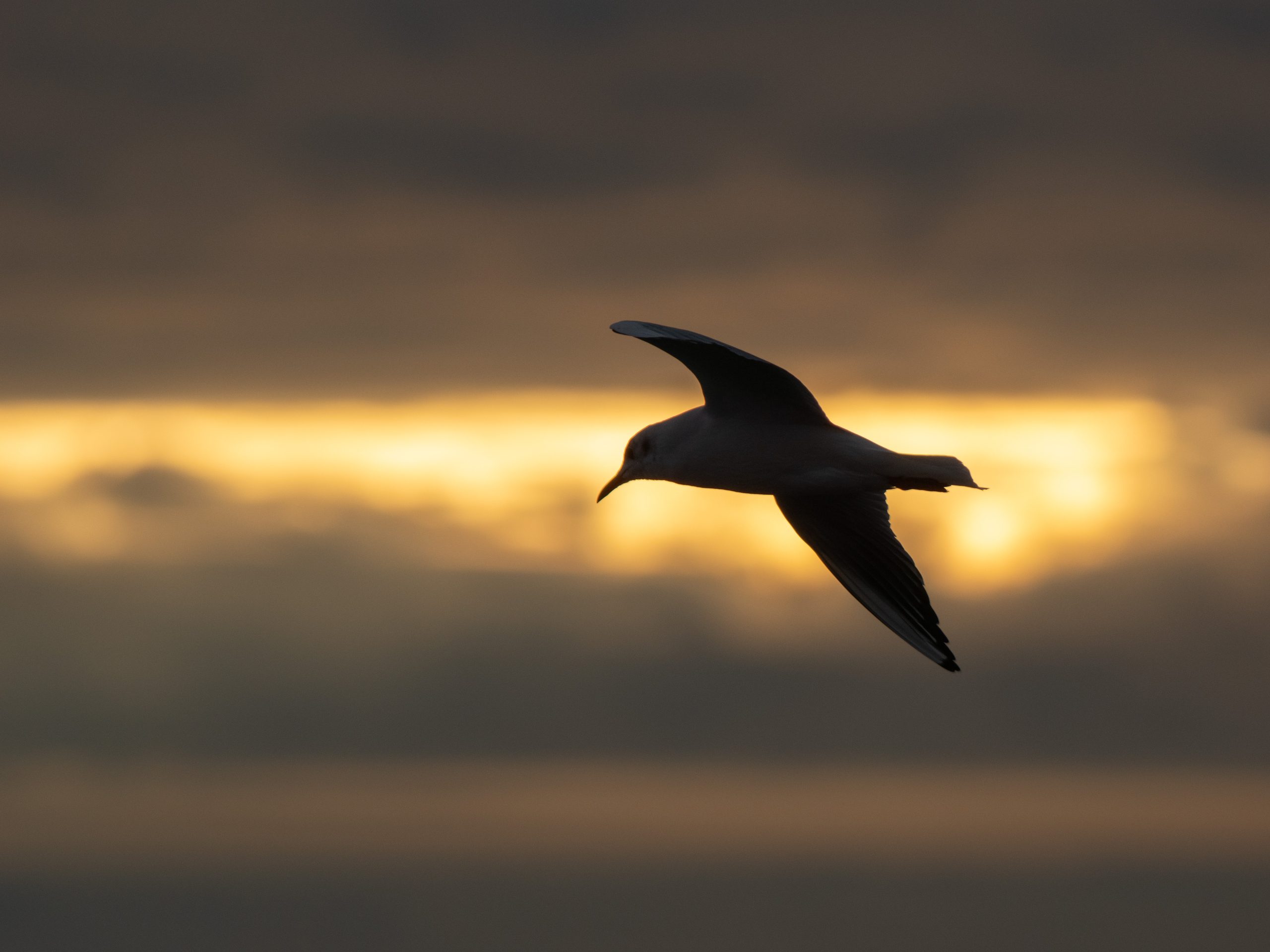 Bornholm I – Letztes Licht