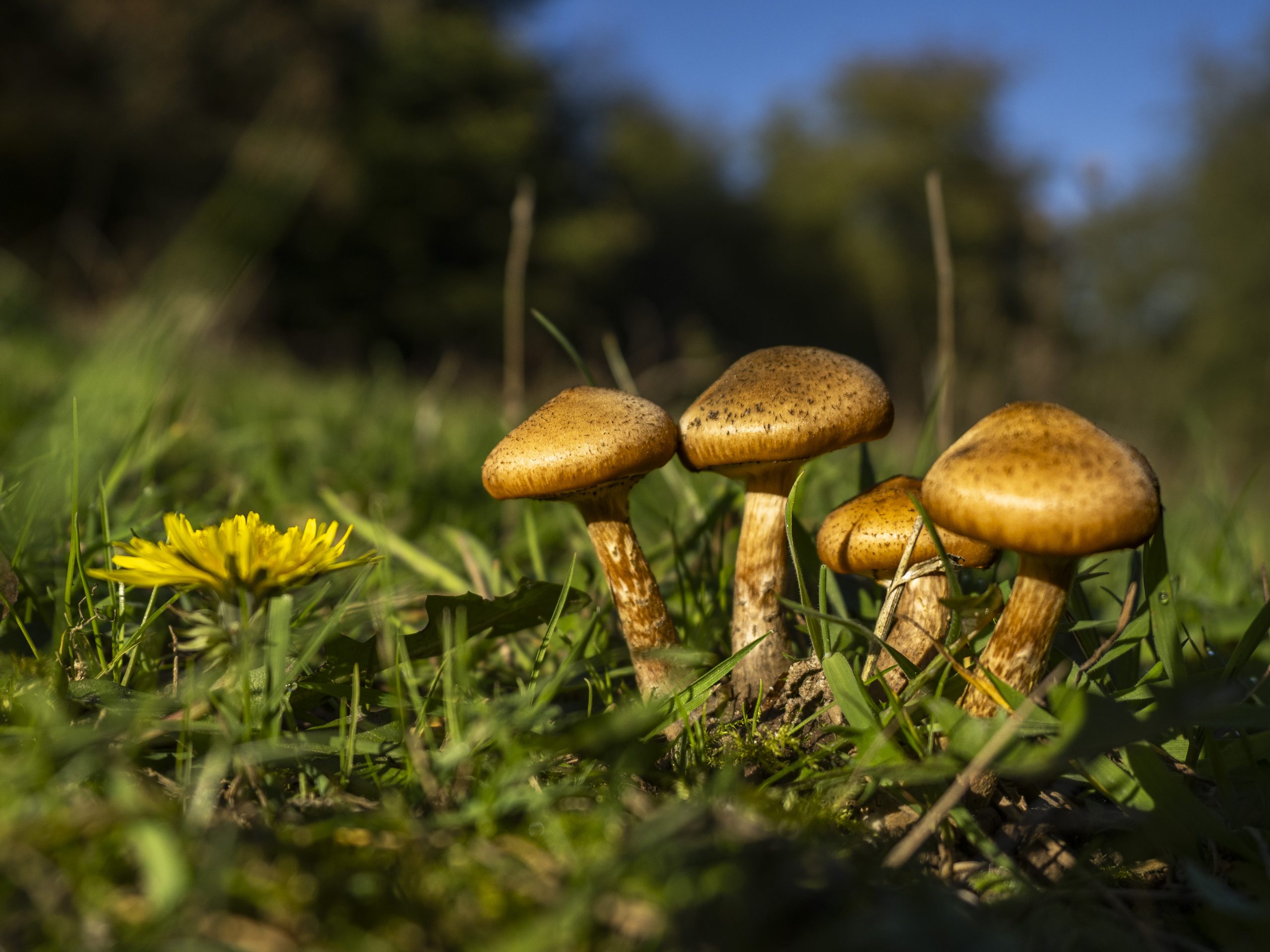 Bornholm VII – Auch auf der Insel gibt es Pilze